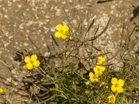 Diplotaxis tenuifolia 12, Grote zandkool, Saxifraga-Jan van der Straaten