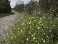Diplotaxis tenuifolia 18, Grote zandkool, Saxifraga-Willem van Kruijsbergen