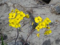 Diplotaxis tenuifolia 22, Grote zandkool, Saxifraga-Ed Stikvoort