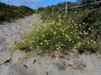 Diplotaxis tenuifolia 23, Grote zandkool, Saxifraga-Ed Stikvoort