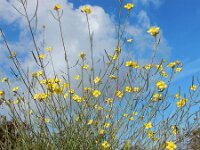 Diplotaxis tenuifolia 25, Grote zandkool, Saxifraga-Ed Stikvoort