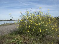 Diplotaxis tenuifolia 28, Grote zandkool, Saxifraga-Willem van Kruijsbergen