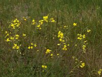 Diplotaxis tenuifolia 29, Grote zandkool, Saxifraga-Jan van der Straaten