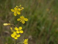 Diplotaxis tenuifolia 33, Grote zandkool, Saxifraga-Jan van der Straaten