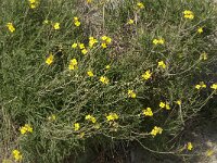 Diplotaxis tenuifolia 4, Grote zandkool, Saxifraga-Jan van der Straaten
