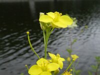 Diplotaxis tenuifolia 6, Grote zandkool, Saxifraga-Rutger Barendse
