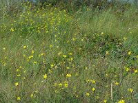 Diplotaxis tenuifolia 8, Grote zandkool, Saxifraga-Ed Stikvoort