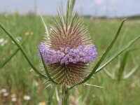 Dipsacus fullonum 11, Grote kaardenbol, Saxifraga-Jan Willem Jongepier