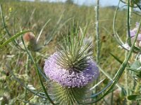 Dipsacus fullonum 12, Grote kaardenbol, Saxifraga-Jasenka Topic