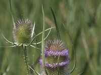 Dipsacus fullonum 19, Grote kaardenbol, Saxifraga-Peter Meininger