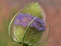 Dipsacus fullonum 46, Grote kaardenbol, Saxifraga-Tom Heijnen