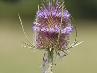 Dipsacus fullonum 47, Grote kaardenbol, Saxifraga-Jan Nijendijk