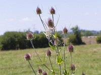 Dipsacus fullonum 48, Grote kaardenbol, Saxifraga-Jan Nijendijk