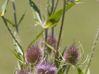 Dipsacus fullonum 49, Grote kaardenbol, Saxifraga-Jan Nijendijk