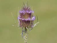 Dipsacus fullonum 50, Grote kaardenbol, Saxifraga-Jan Nijendijk