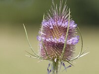 Dipsacus fullonum 51, Grote kaardenbol, Saxifraga-Jan Nijendijk