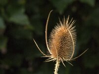 Dipsacus fullonum 52, Grote Kaardenbol, Saxifraga-Jan van der Straaten