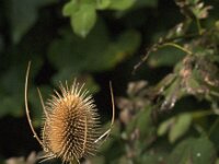 Dipsacus fullonum 53, Grote Kaardenbol, Saxifraga-Jan van der Straaten