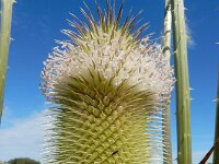 Dipsacus laciniatus 4, Slipbladkaardenbol, Saxifraga-Ed Stikvoort