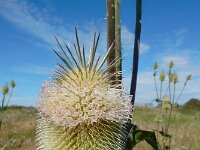 Dipsacus laciniatus 6, Slipbladkaardenbol, Saxifraga-Ed Stikvoort