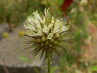 Dipsacus strigosus 11, Slanke kaardenbol, Saxifraga-Peter Meininger