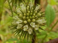 Dipsacus strigosus 12, Slanke kaardenbol, Saxifraga-Peter Meininger