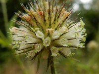 Dipsacus strigosus 14, Slanke kaardenbol, Saxifraga-Peter Meininger