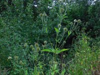 Dipsacus strigosus 19, Slanke kaardenbol, Saxifraga-Ed Stikvoort