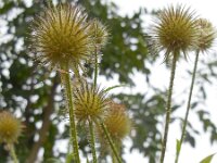 Dipsacus strigosus 22, Slanke kaardenbol, Saxifraga-Ed Stikvoort