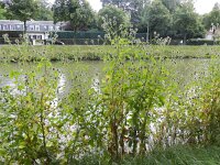 Dipsacus strigosus 3, Slanke kaardenbol, Saxifraga-Rutger Barendse
