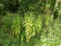 Dipsacus strigosus 4, Slanke kaardenbol, Saxifraga-Rutger Barendse