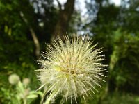 Dipsacus strigosus 5, Slanke kaardenbol, Saxifraga-Rutger Barendse