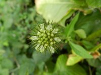 Dipsacus strigosus 7, Slanke kaardenbol, Saxifraga-Rutger Barendse