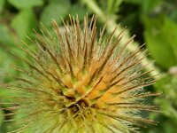 Dipsacus strigosus 9, Slanke kaardenbol, Saxifraga-Rutger Barendse