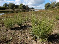 Dittrichia graveolens 4, Kamferalant, Saxifraga-Ed Stikvoort