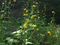 Doronicum austriacum 1, Saxifraga-Dirk Hilbers