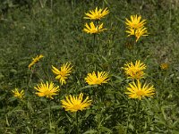 Doronicum austriacum 3, Saxifraga-Willem van Kruijsbergen