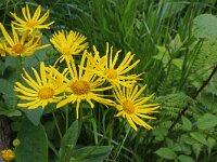 Doronicum austriacum 5, Saxifraga-Jeroen Willemsen