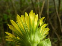 Doronicum austriacum 8, Saxifraga-Rutger Barendse