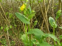 Doronicum austriacum 9, Saxifraga-Rutger Barendse