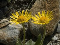 Doronicum clusii