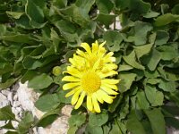Doronicum columnae 2, Kale voorjaarszonnebloem, Saxifraga-Jasenka Topic