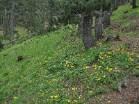 Doronicum orientale 6, Kaukasische voorjaarszonnebloem, Saxifraga-Harry Jans