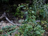 Dorycnium eriophthalmum 2, Saxifraga-Ed Stikvoort