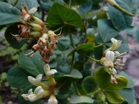 Dorycnium eriophthalmum 4, Saxifraga-Ed Stikvoort