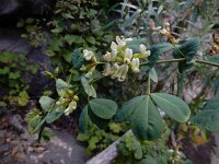 Dorycnium eriophthalmum 5, Saxifraga-Ed Stikvoort