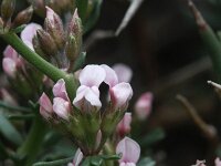 Dorycnium fulgurans 2, Saxifraga-Rutger Barendse