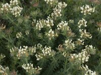 Dorycnium hirsutum 11, Saxifraga-Willem van Kruijsbergen