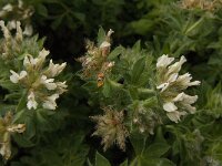 Dorycnium hirsutum 12, Saxifraga-Jan van der Straaten