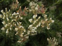 Dorycnium hirsutum 14, Saxifraga-Jan van der Straaten